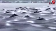 گله بزرگ دلفین‌ها در ساحل کالیفرنیا+فیلم