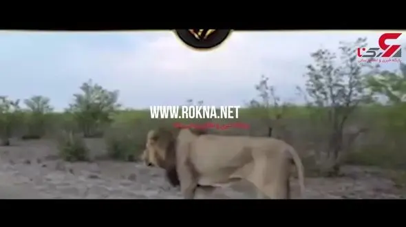 عاقبت مزاحمت یک گردشگر برای شیر + فیلم 