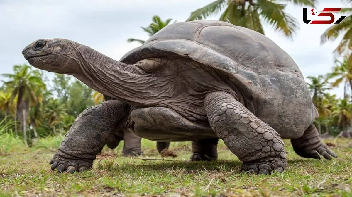 این جانوران تا 500 سال عمر می‌ کنند + عکس
