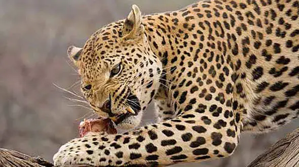 حمله وحشتناک پلنگ به 2 مرد خلخالی / خونسردی عجیب برای فرای دادن پلنگ + جزییات