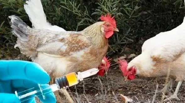 ویروس نیوکاسل بین انسان ها شایع نمی شود / پرورش دهندگان طیور اقدام به واکسیناسیون محصولاتشان کنند