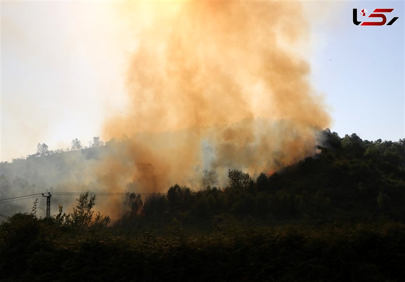 گیلان| آتش جنگل‌های لنگرود کنترل شد؛ ۵۰ هکتار باغ چای در آتش سوخت 