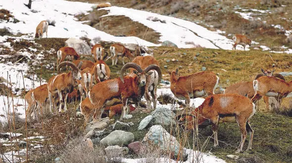 از دادن غذا به حیات وحش خودداری کنید