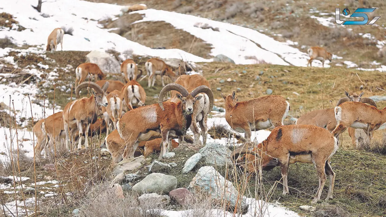از دادن غذا به حیات وحش خودداری کنید