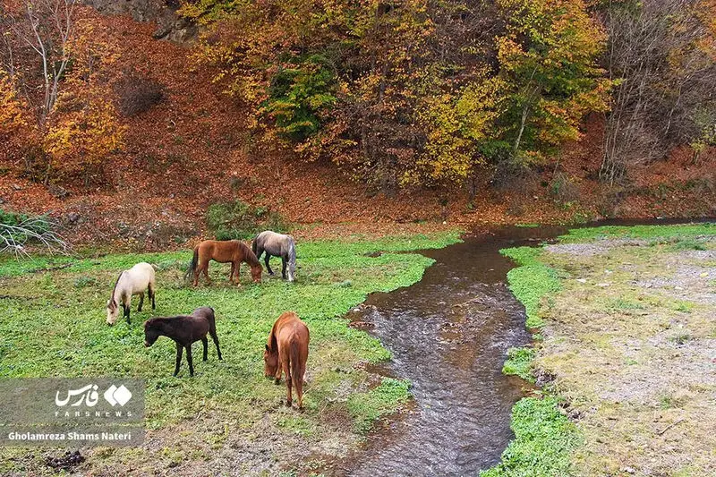 گالری