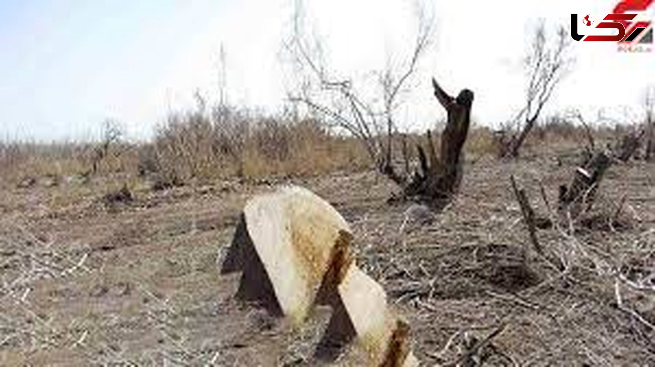 بازداشت عاملان قطع درختان در گرگان