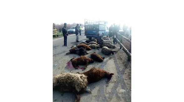 نیسان آبی 25 گوسفند را در جاده کشت ! / حمام خون وسط جاده + عکس