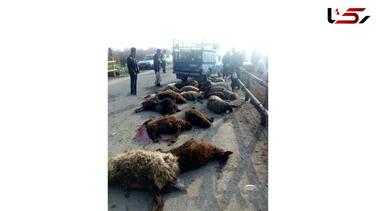 نیسان آبی 25 گوسفند را در جاده کشت ! / حمام خون وسط جاده + عکس