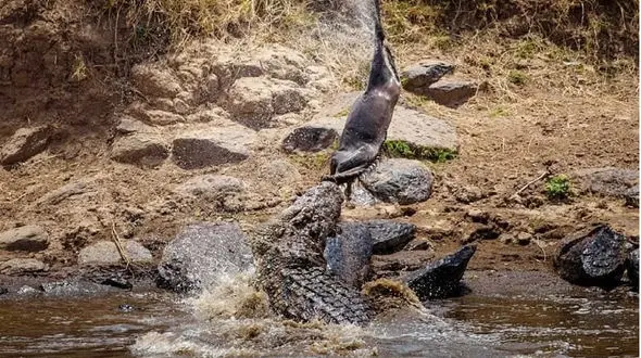 فیلم سقوط یک کودک در دریاچه پر از تمساح ! / کروکودیل ها محاصره اش کردند !