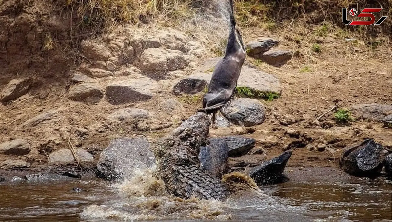 فیلم سقوط یک کودک در دریاچه پر از تمساح ! / کروکودیل ها محاصره اش کردند !
