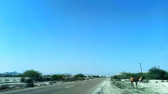  زیرساخت حداقلی در مسیر استراتژیک جاسک به بندرعباس! / جاده ناایمن با شترهای سرگردان و قاچاق سوخت  + فیلم