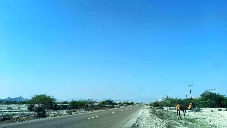  زیرساخت حداقلی در مسیر استراتژیک جاسک به بندرعباس! / جاده ناایمن با شترهای سرگردان و قاچاق سوخت  + فیلم