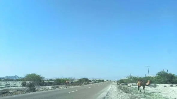  زیرساخت حداقلی در مسیر استراتژیک جاسک به بندرعباس! / جاده ناایمن با شترهای سرگردان و قاچاق سوخت  + فیلم
