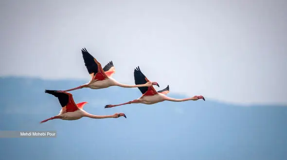 پرواز فلامینگوهای مهاجر به مقصد بهشت پرندگان ایران