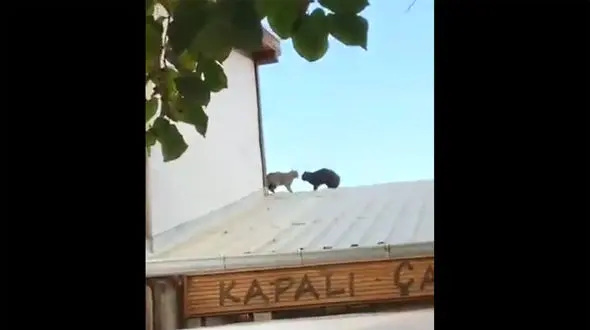 فیلم درگیری شدید دو گربه روی پشت‌ بام یک مغازه و سقوط آزاد به پایین!