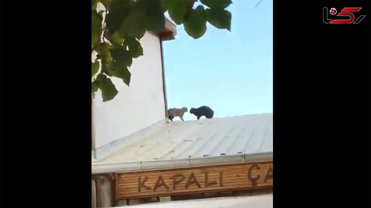 فیلم درگیری شدید دو گربه روی پشت‌ بام یک مغازه و سقوط آزاد به پایین!