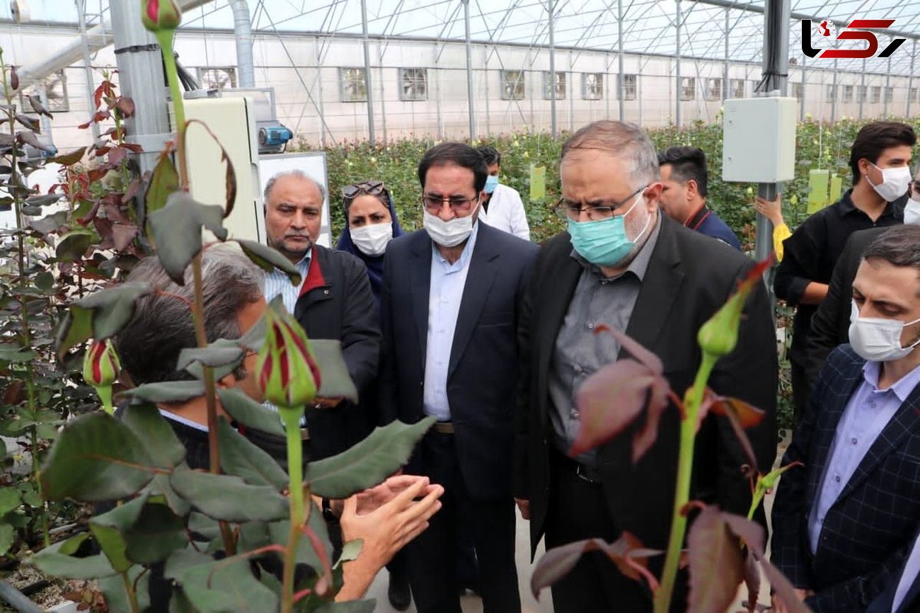 استاندار قزوین از یک واحد گلخانه تولید گل رز بازدید کرد