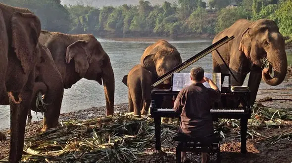 درمان فیل های بیمار با پیانو زدن+ عکس