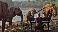 درمان فیل های بیمار با پیانو زدن+ عکس