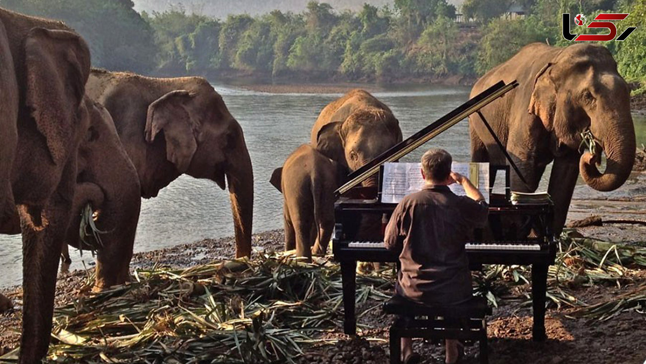 درمان فیل های بیمار با پیانو زدن+ عکس
