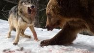 جدال نفسگیر خرس گرسنه با گرگ ها