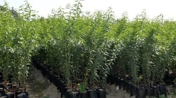 فروش نهال گلدانی بادام رکورد زد؛ راهنمای خرید نهال بادام پربار