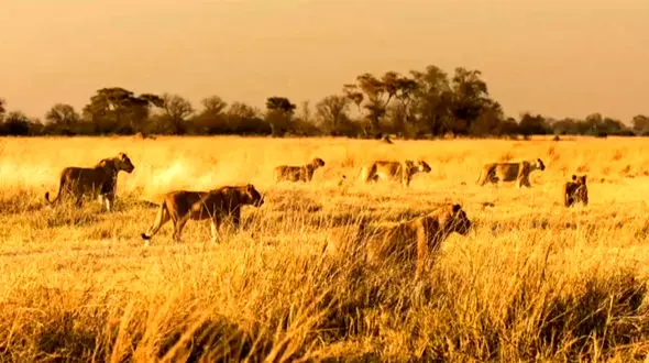 3 شیر وحشی اول شکارشان را خوردند و بعد آن را کشتند ! + فیلم تلخ