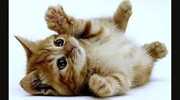 ببینید / سرسره بازی یک گربه بازیگوش در مترو استانبول + فیلم 