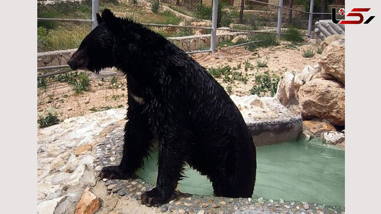 خبر خوب از «لالین»، توله خرس نجات یافته از دست قاچاچیان در کرمان