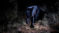 کشف سیاه ترین پلنگ در جنگل + عکس