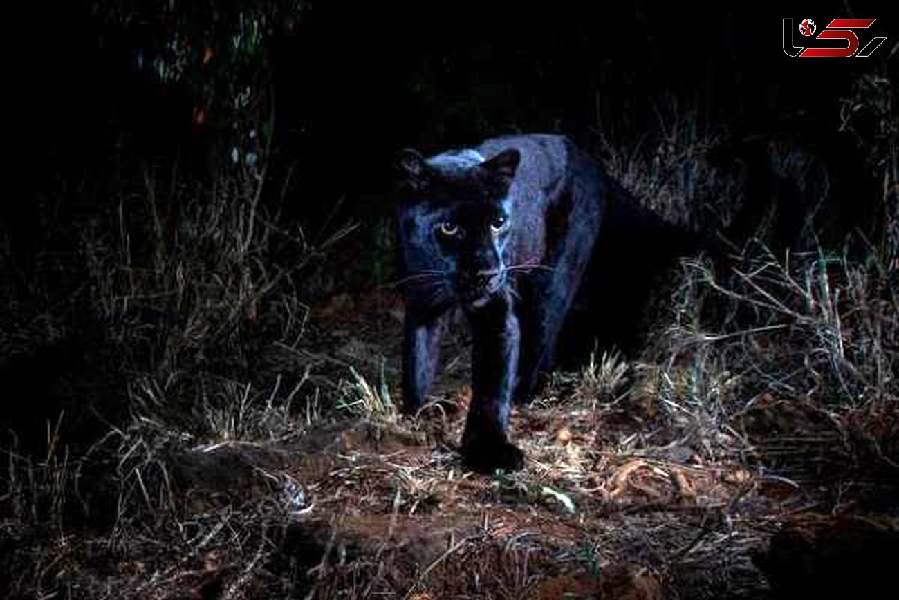 کشف سیاه ترین پلنگ در جنگل + عکس