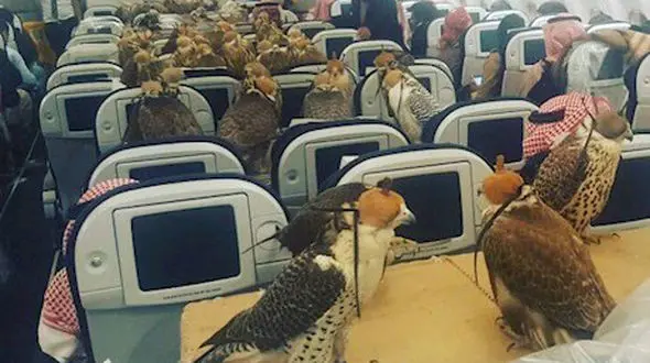 مسافرت عجیب 80 شاهین با یک هواپیمای مسافربری+ فیلم و تصاویر