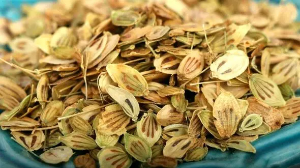 خواص و عوارض یک گیاه خوشبو به اسم گلپر