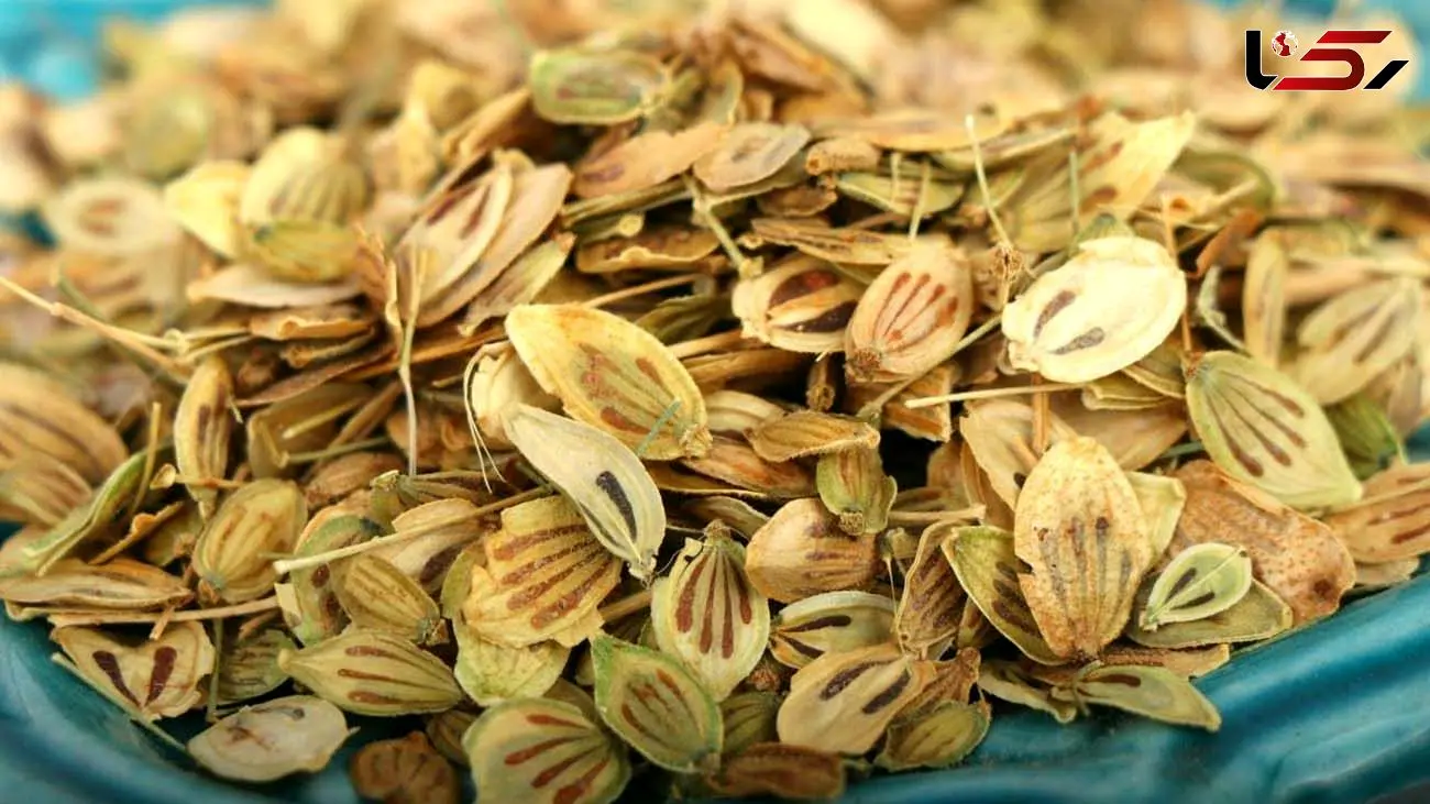 خواص و عوارض یک گیاه خوشبو به اسم گلپر