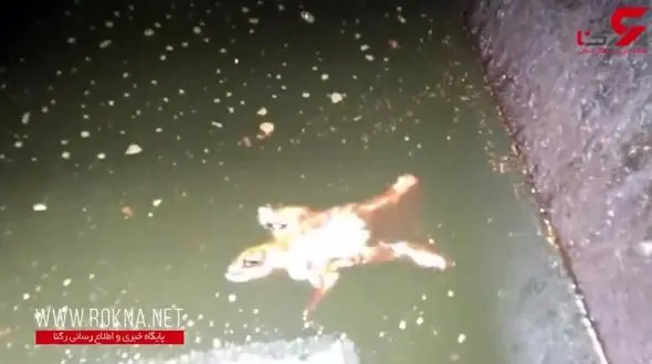 سوزاندن سنجاب با گریس داغ + تصویر