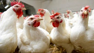 کشف 6 تن مرغ زنده قاچاق در اسلام آبادغرب/ یک نفر دستگیر شد