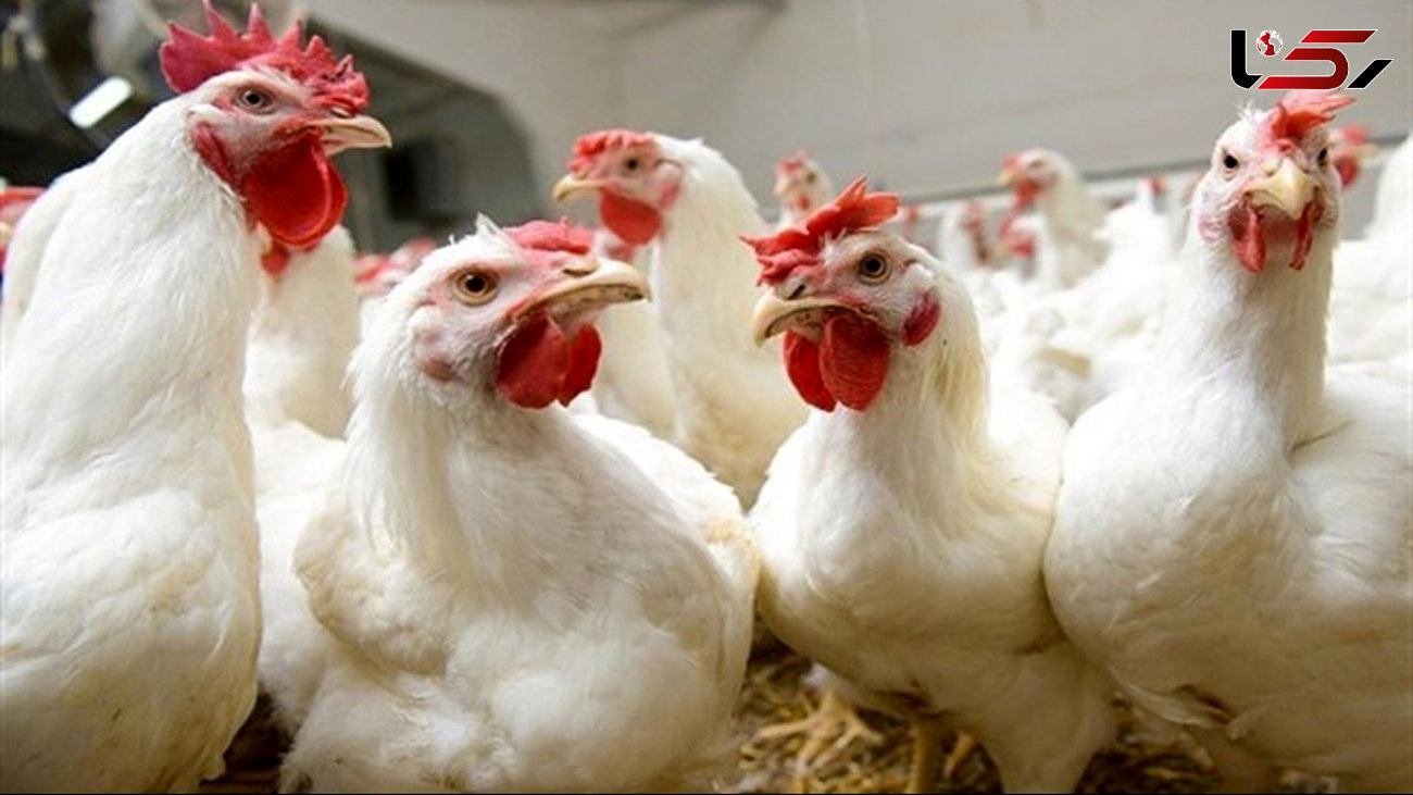 کشف 6 تن مرغ زنده قاچاق در اسلام آبادغرب/ یک نفر دستگیر شد