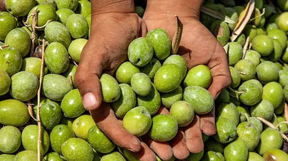 حتما زیتون بخورید 