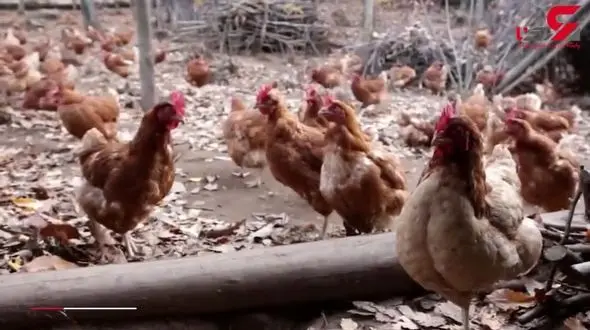 جالب ترین و عجیب ترین مرغداری جهان + فیلم