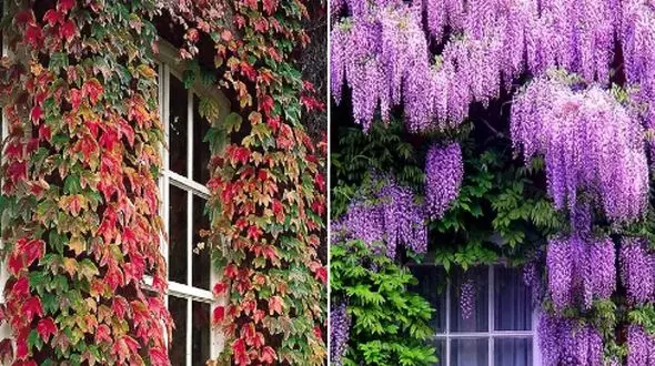 گیاهان چسبنده به دیوار: مناسب‌ ترین انتخاب‌ ها برای آب‌ و هوای ایران