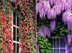 گیاهان چسبنده به دیوار: مناسب‌ ترین انتخاب‌ ها برای آب‌ و هوای ایران