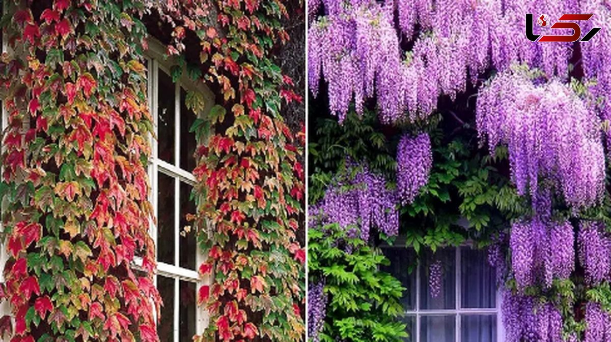 گیاهان چسبنده به دیوار: مناسب ترین انتخاب ها برای آب و هوای ایران