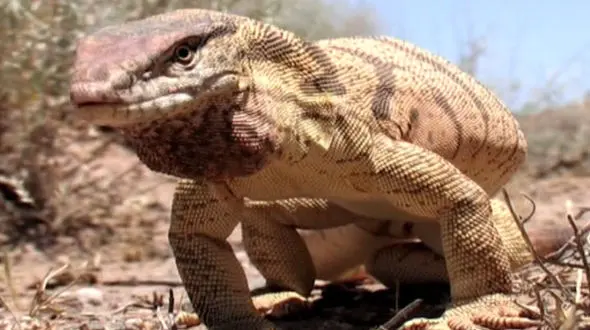 خزنده وحشتناک مهمان خانواده ای درخواب / دخترک زهرترک شد + فیلم 