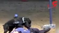ببینید سگ پلیس چگونه عملیات احیای مرد مُرده را انجام داد! + فیلم 