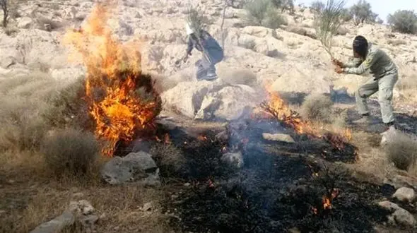 فیلم فرار گله گرازها  از آتش سوزی جنگل در کهگیلویه و بویر احمد / حیوانات وحشت زده اند