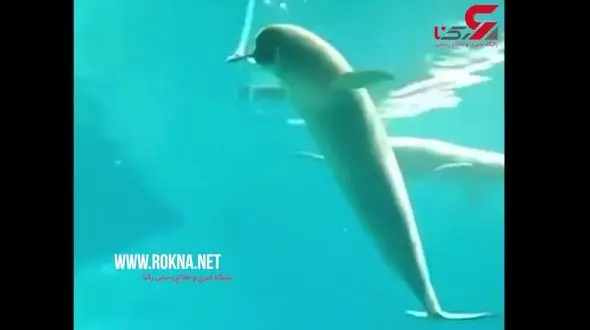 قلیان کشی دلفین ! + فیلم