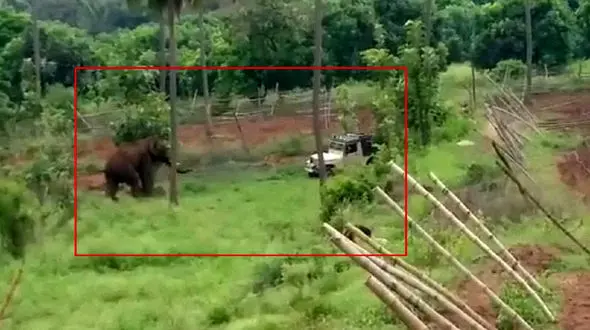 حمله وحشتناک فیل به خودروی جنگلبانی + فیلم