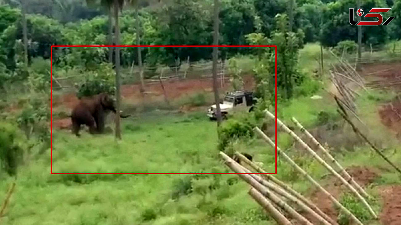 حمله وحشتناک فیل به خودروی جنگلبانی + فیلم