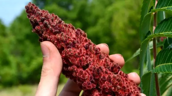 گیاه ترشی که زندگی شما را زیر و رو می‌کند!