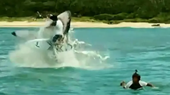 فیلم واقعی از لحظه بلعیده شدن یک موج سوار توسط کوسه +عکس